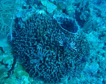 Diving in Costa Maya, Mexico